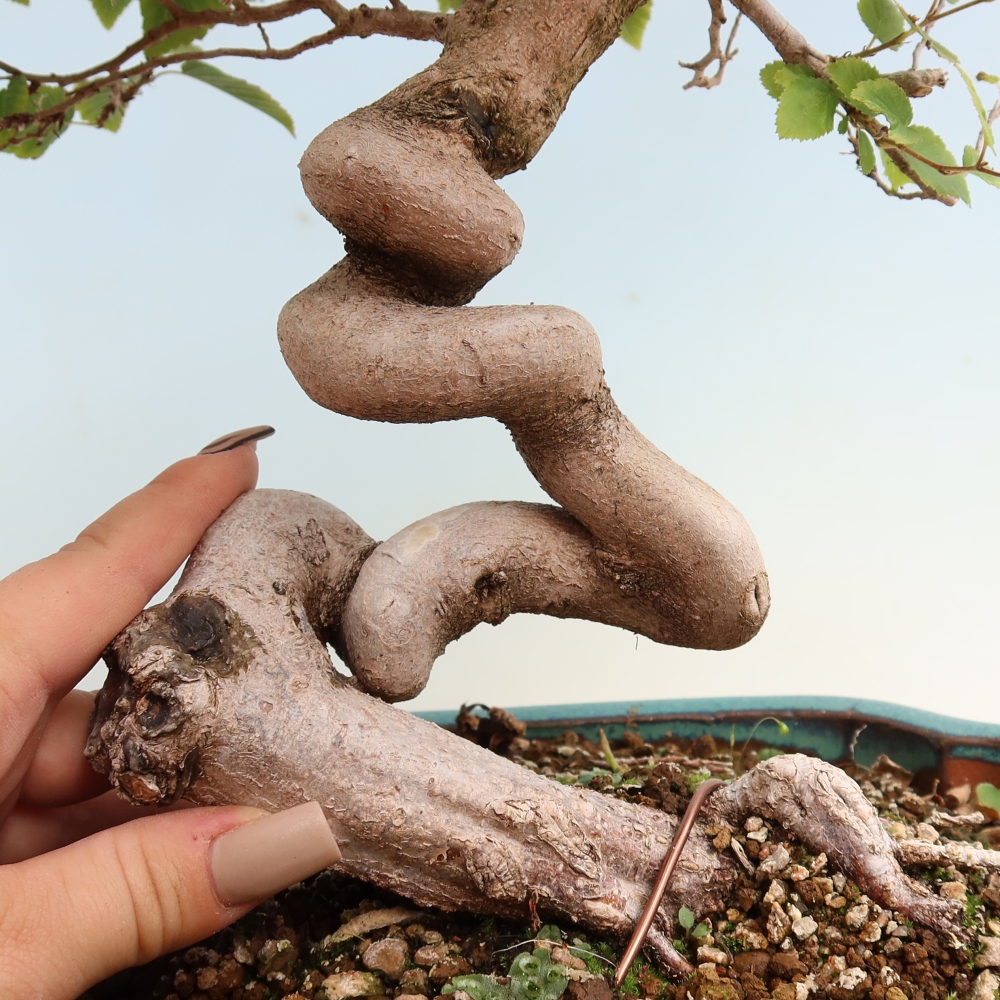Outdoor bonsai -Carpinus CARPINOIDES - Korean Hornbeam