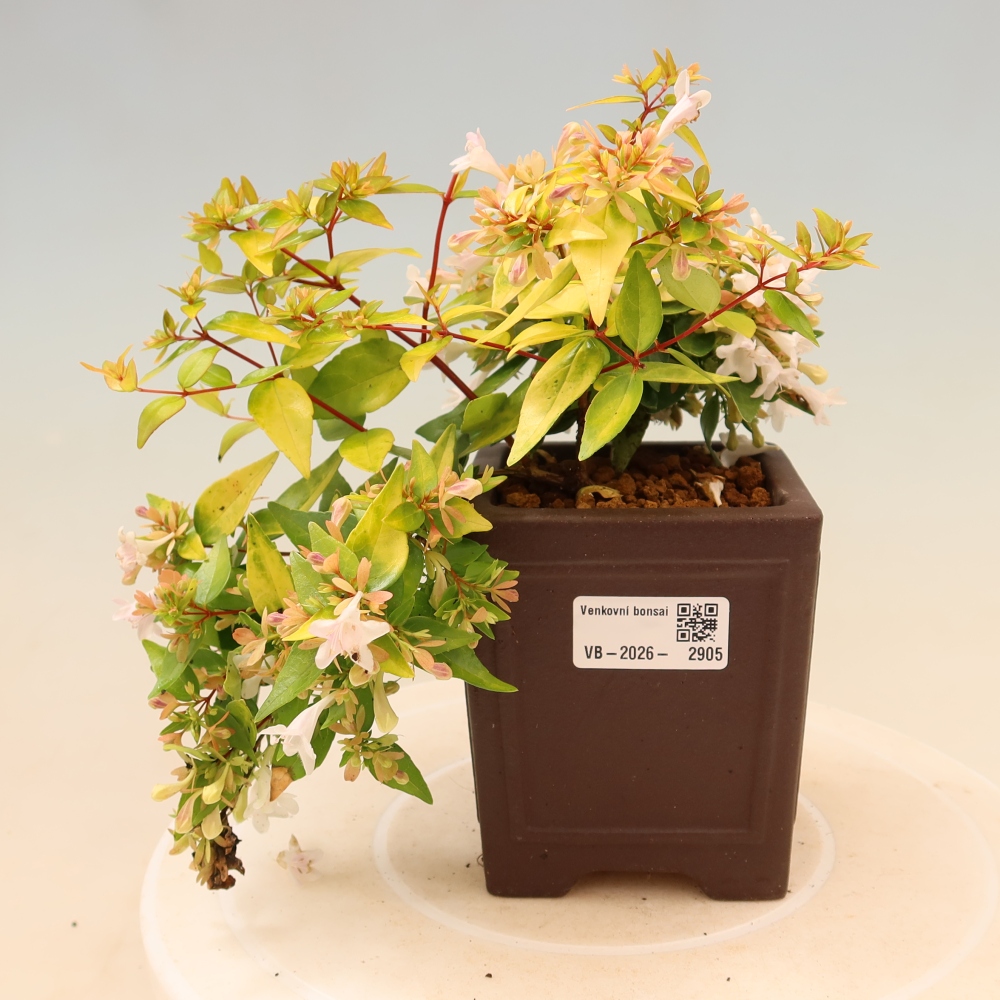 Outdoor Bonsai - Abelia 'Kleidoscope' - Large-flowered Abelia