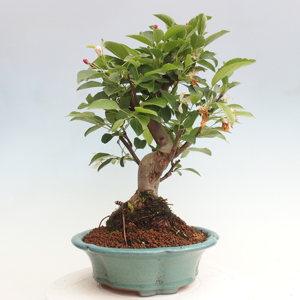 Outdoor bonsai - Malus halliana - Small-fruited apple tree