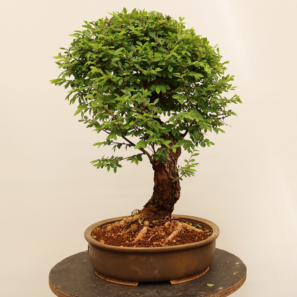 Outdoor bonsai - Zelkova - Zelkova NIRE