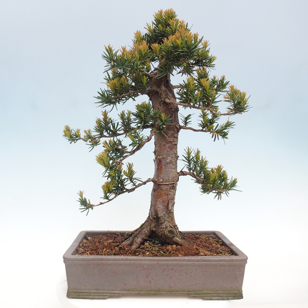 Outdoor bonsai - Taxus cuspidata - Japanese yew