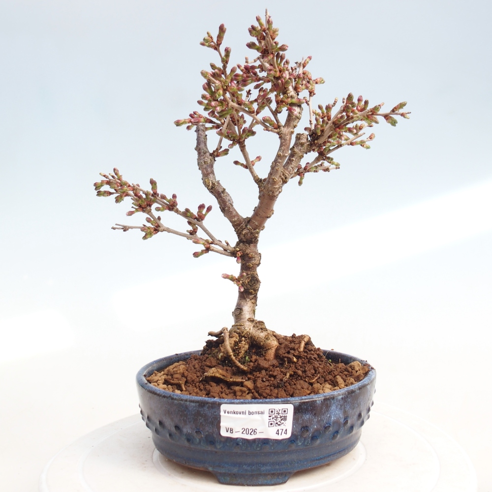 Outdoor bonsai - Prunus incisa Kojou-no mai-Plivon cut out