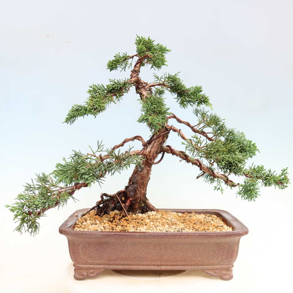 Outdoor bonsai - Juniperus chinensis Kishu