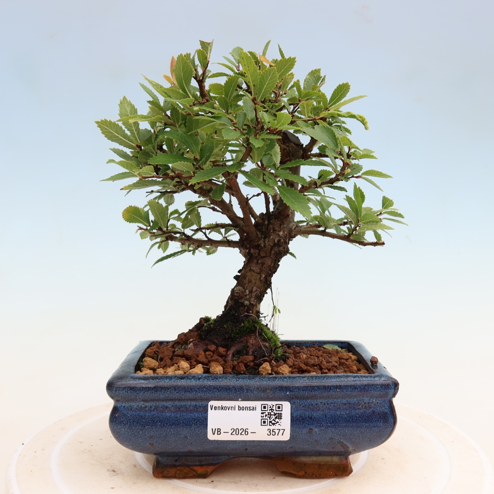 Outdoor bonsai - Zelkova - Zelkova NIRE