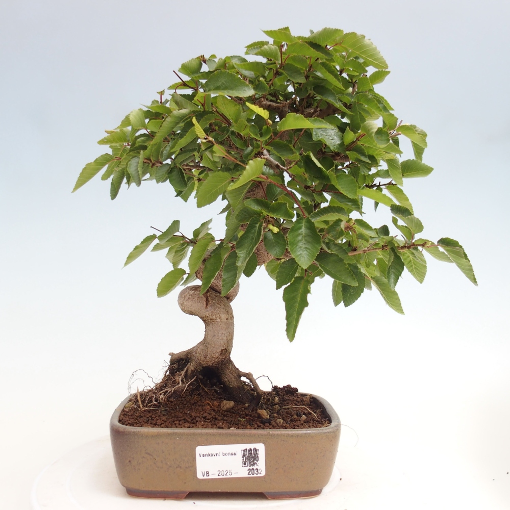 Outdoor bonsai -Carpinus CARPINOIDES - Korean hornbeam