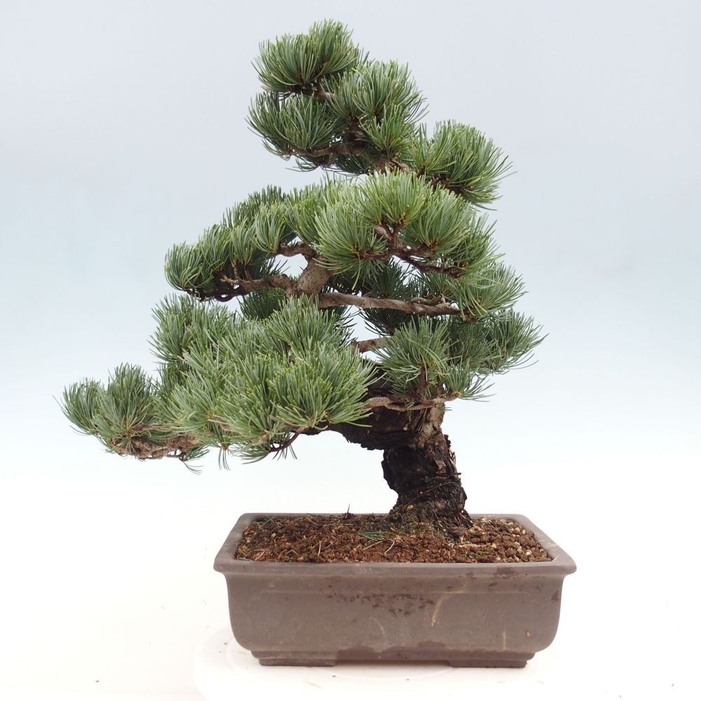 Outdoor bonsai - Pinus parviflora - Small pine tree