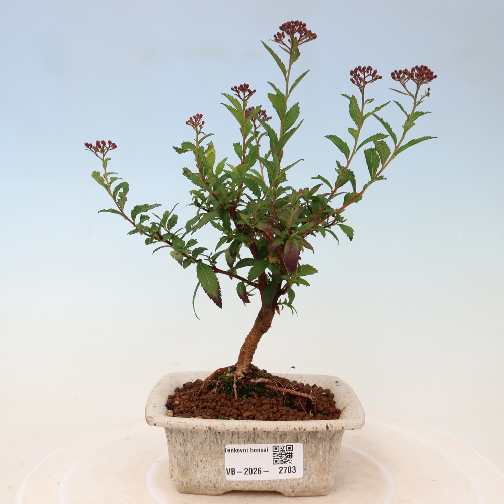 Outdoor Bonsai - Japanese Spirea - Spirea japonica 'Anthony Waterer'