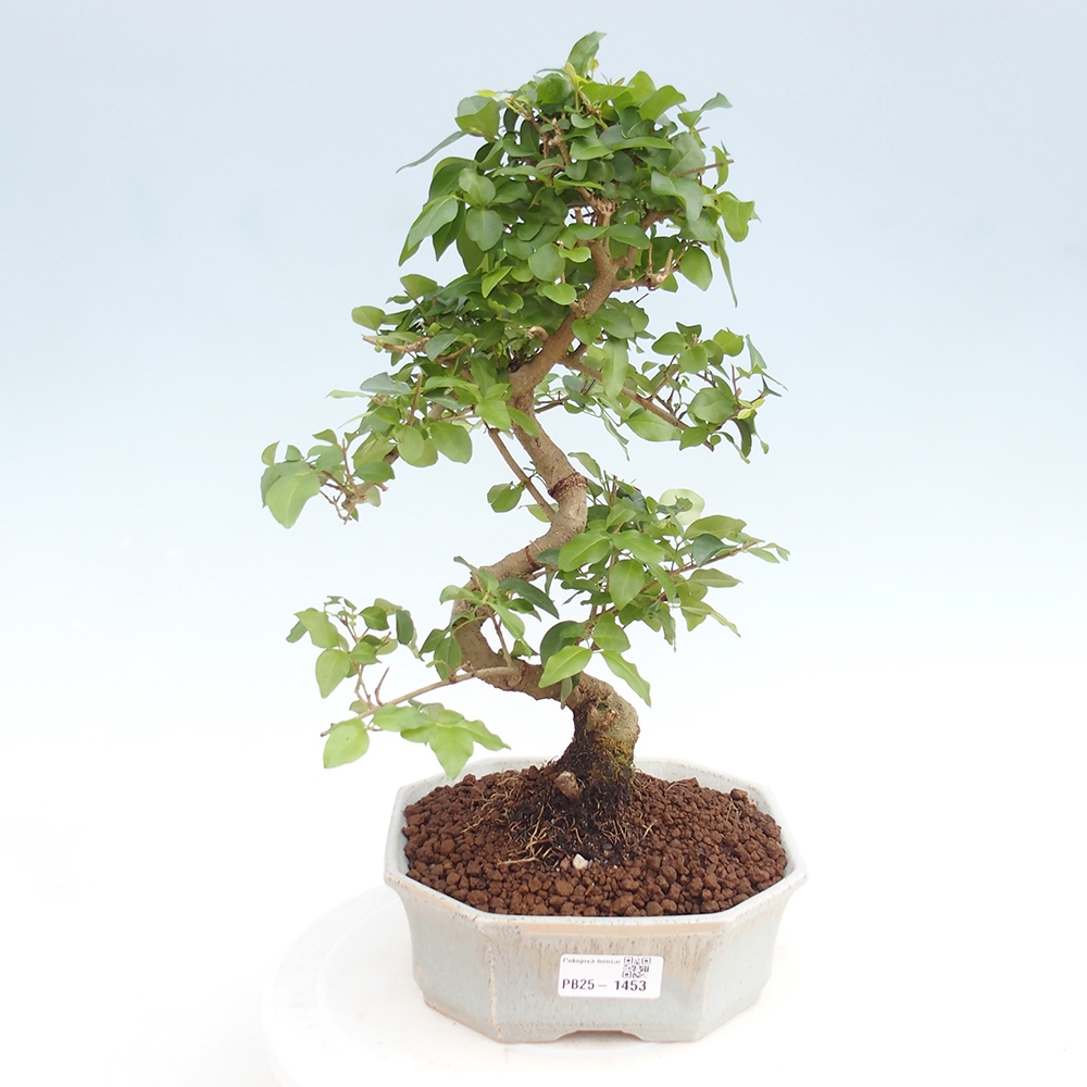 Indoor bonsai -Ligustrum chinensis - Bird's beak
