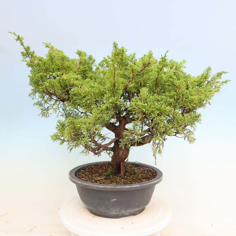 Outdoor Bonsai - Juniperus chinensis Itoigawa - Chinese Juniper