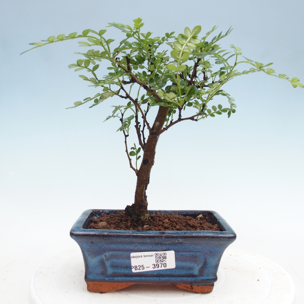 Room bonsai - Zantoxylum piperitum - pepper tree