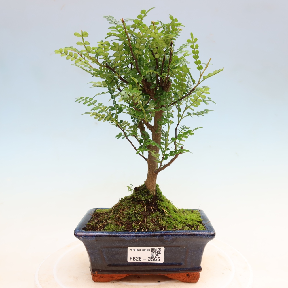 Room bonsai - Zantoxylum piperitum - pepper tree