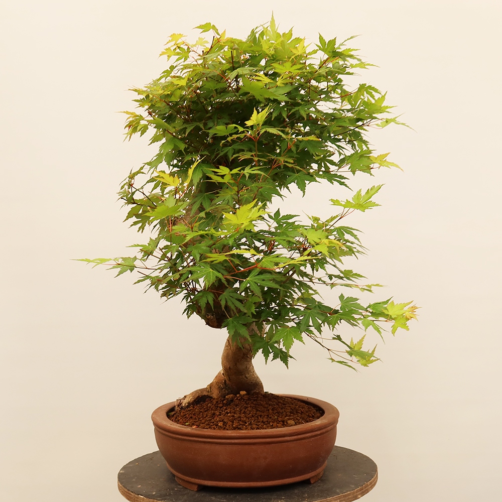Outdoor bonsai - Maple palmatum - Palms