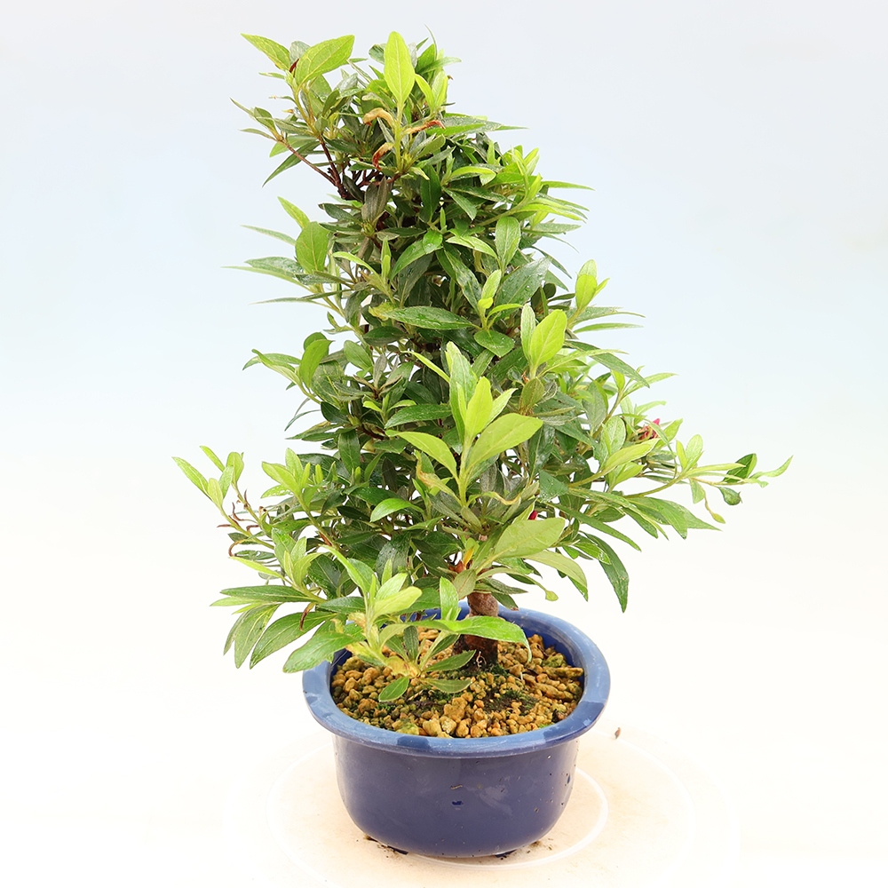 Outdoor bonsai - Japanese Azalea - Azalea Yoko