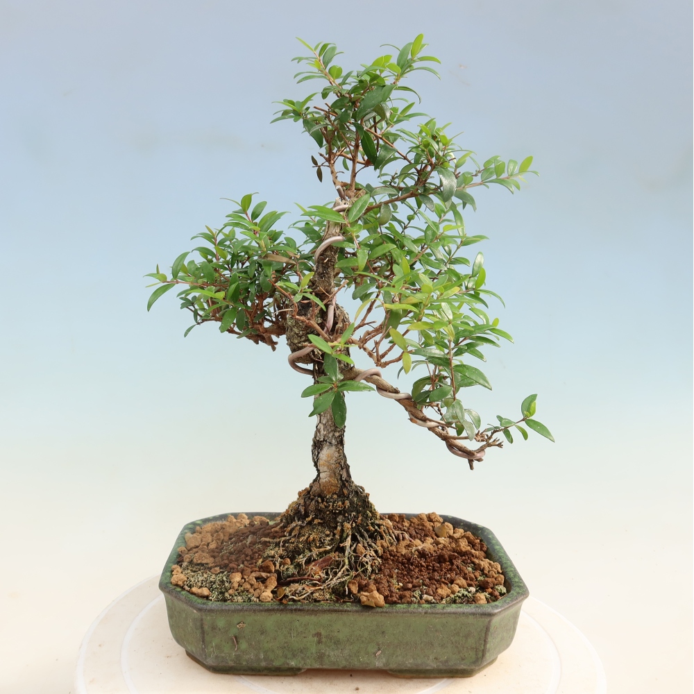 Indoor Bonsai - Myrtus communis - Common Myrtle