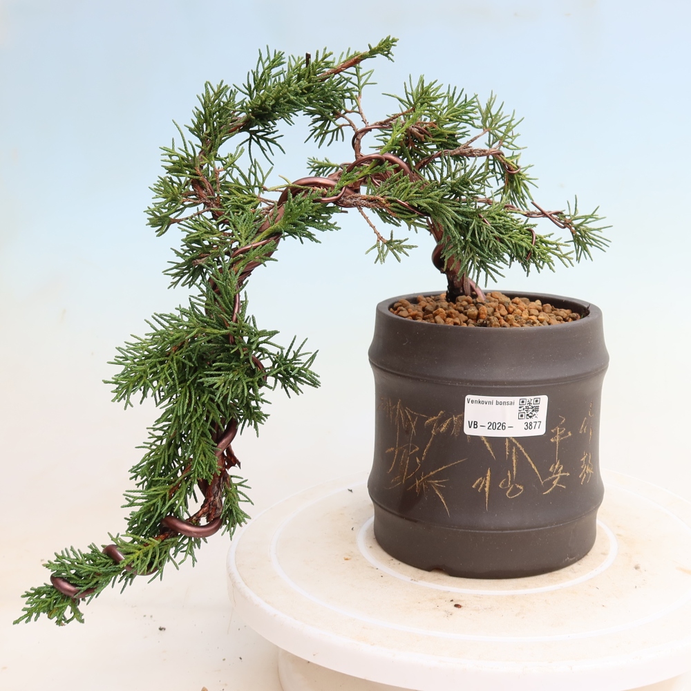 Outdoor bonsai - Juniperus chinensis Kishu