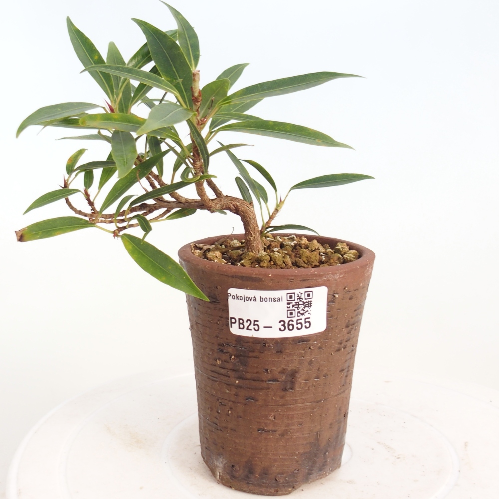 Room bonsai - Ficus nerifolia - small-leaved ficus