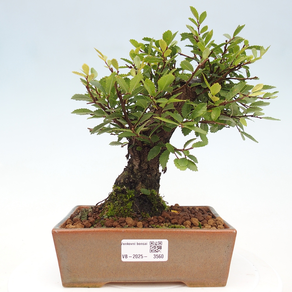 Outdoor bonsai - Zelkova - Zelkova NIRE