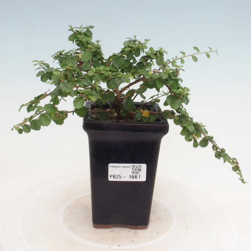 Indoor bonsai - Grewia sp. - Small-leaved Grewie