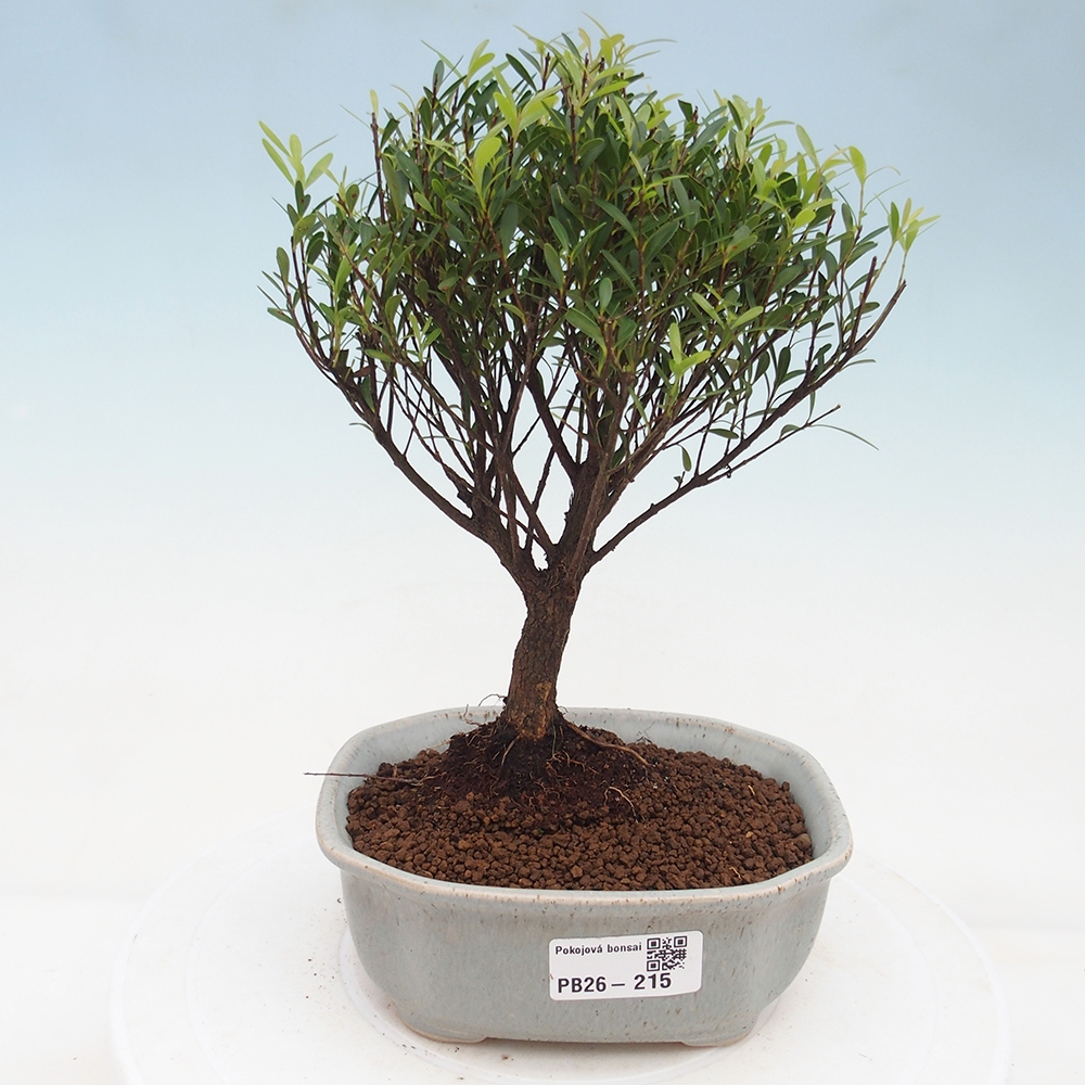 Room bonsai - Syzygium - Pimento