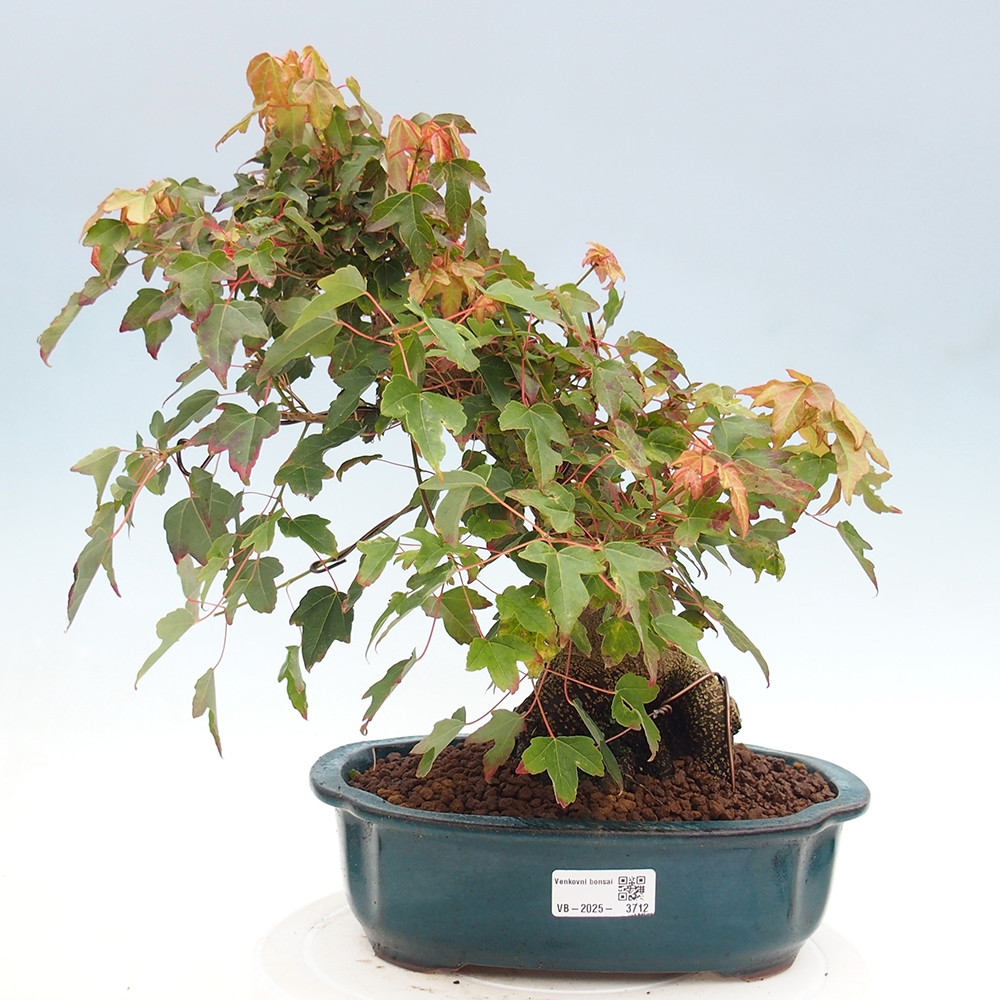 Outdoor bonsai - Maple Buergerianum - Burger Maple