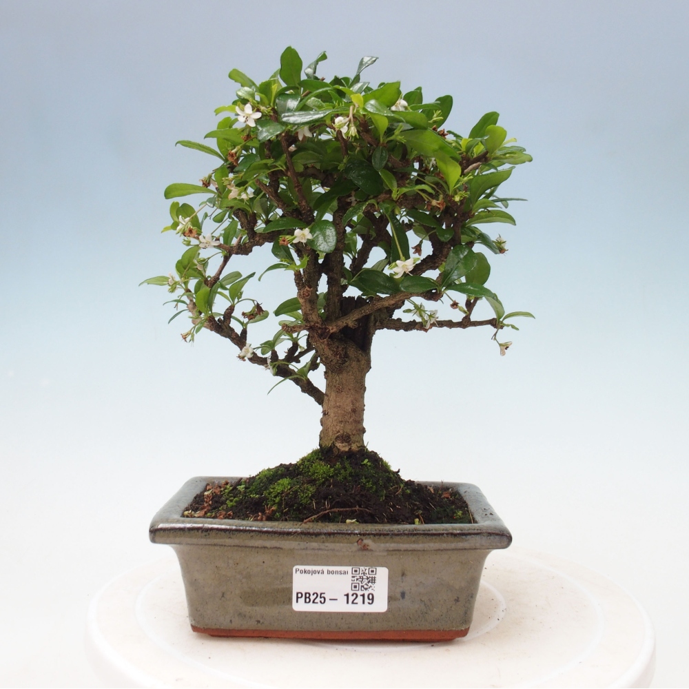 Indoor bonsai - Carmona macrophylla - Fuki tea