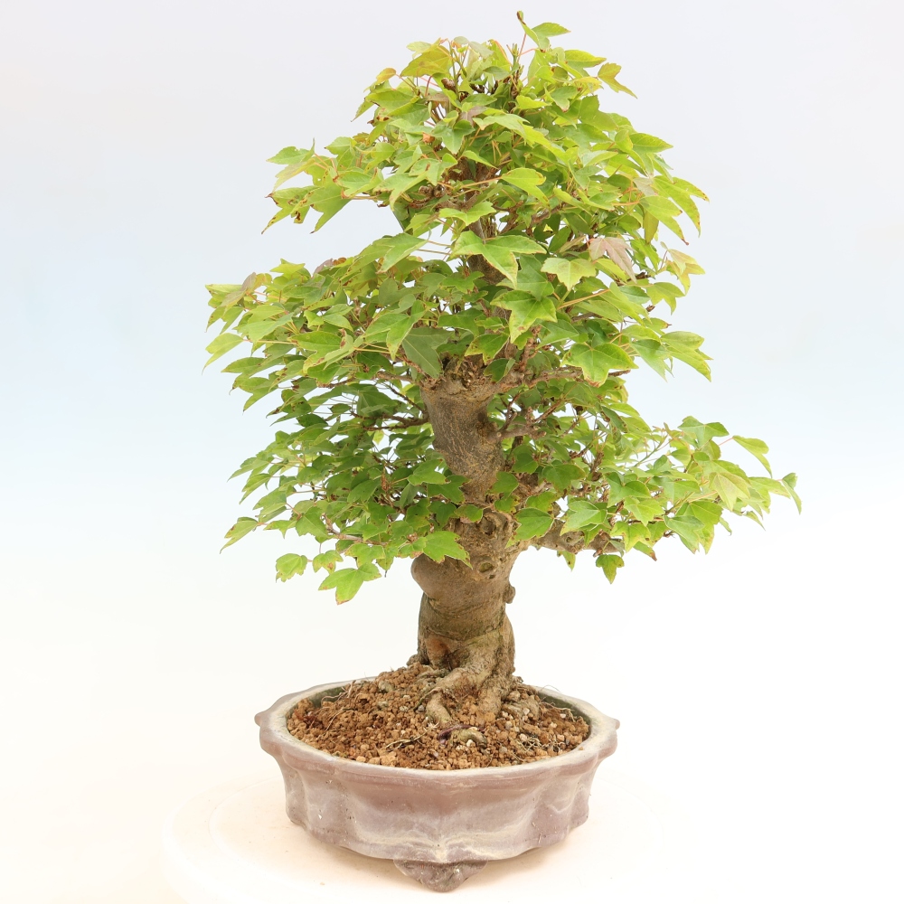 Outdoor bonsai - Maple Burger - Acer Burgerianum
