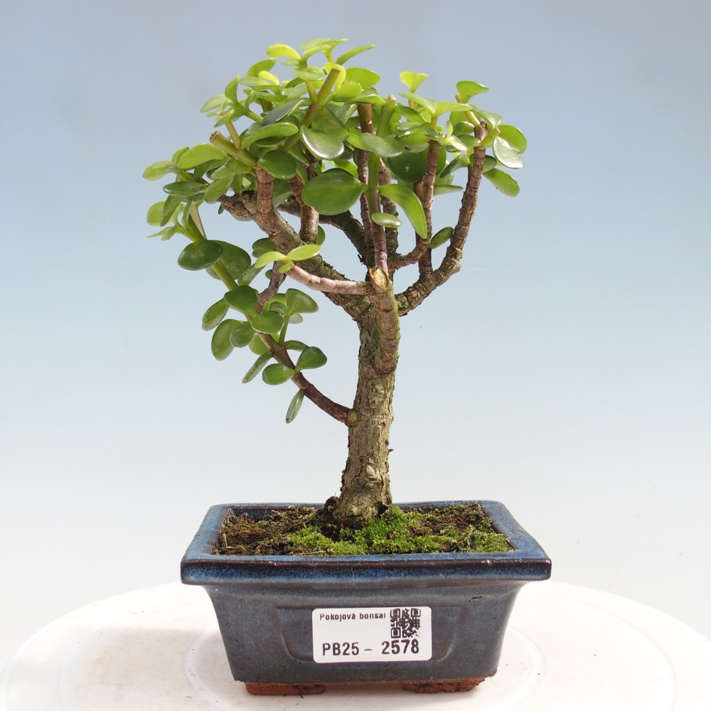 Indoor bonsai - Portulakaria Afra - Tlustice