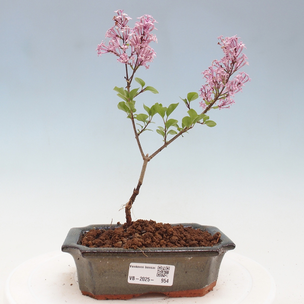 Outdoor bonsai - Syringa Meyeri Palibin - Meyer's Lilac