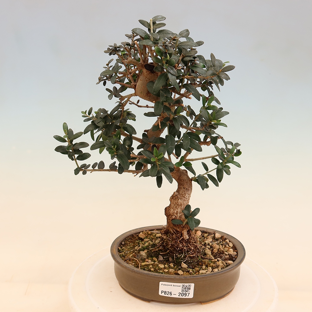 Indoor bonsai - Olea europaea sylvestris