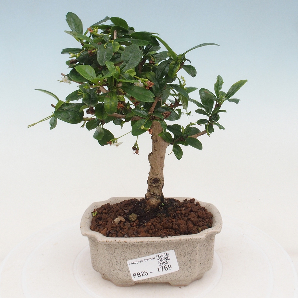 Indoor bonsai - Carmona macrophylla - Fuki tea