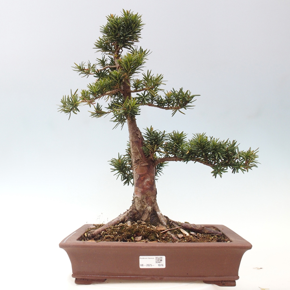 Outdoor bonsai - Taxus cuspidata - Japanese yew