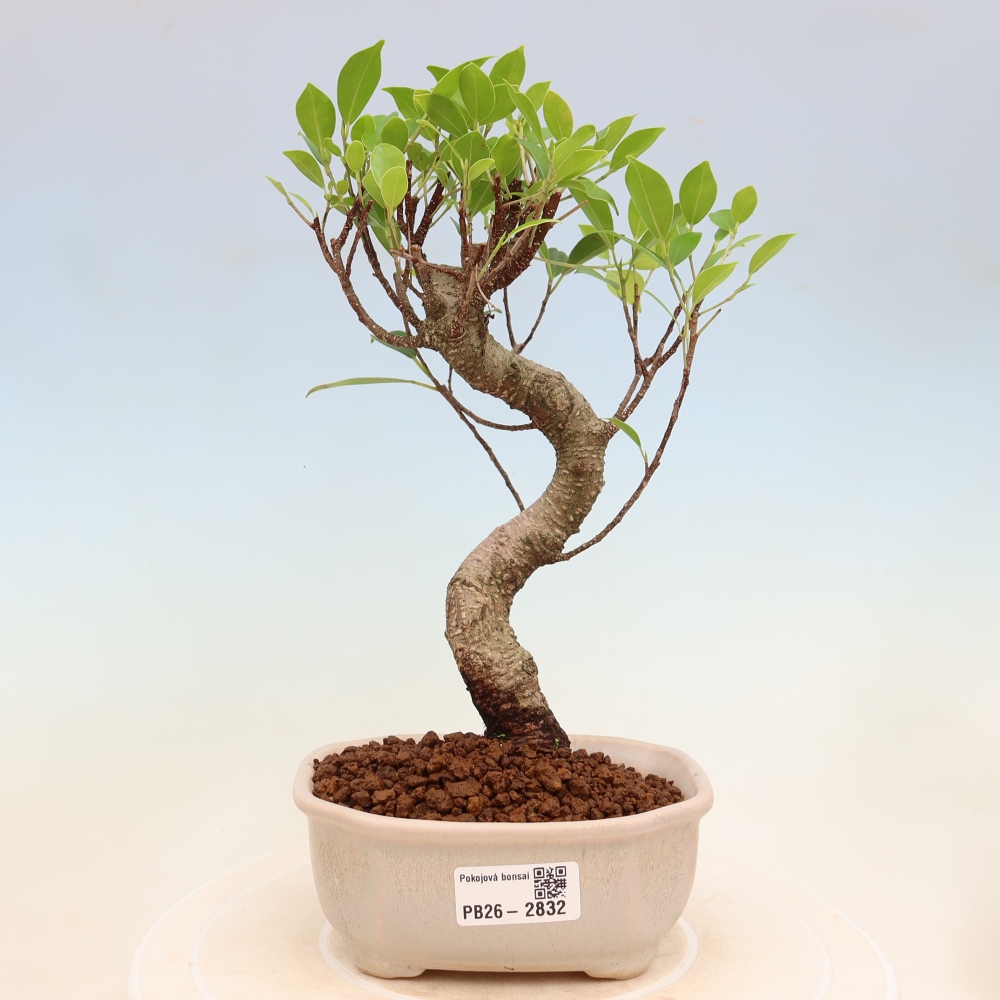 Room bonsai - Ficus kimmen - small-leaved ficus