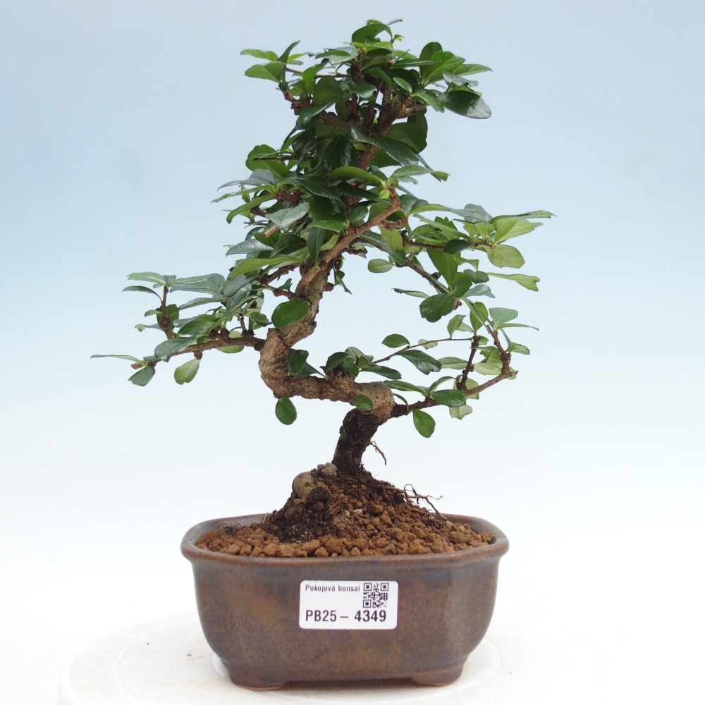 Room bonsai - Carmona macrophylla - Tea fuki