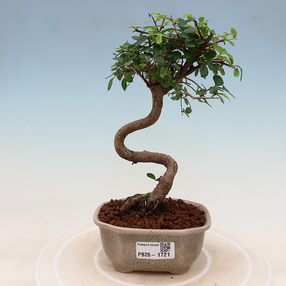 Room bonsai - Ulmus parvifolia - Small-leaved elm
