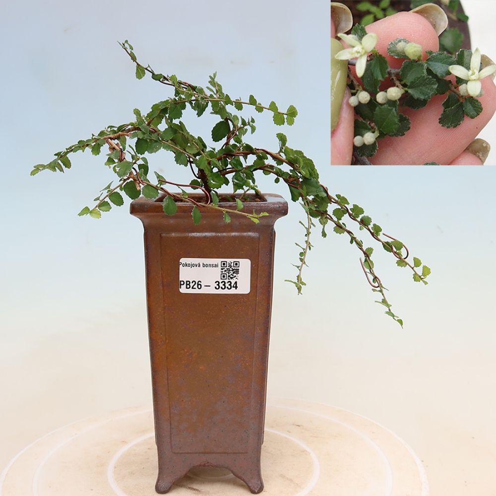 Room bonsai - Grewia sp. - Grewia malafolia