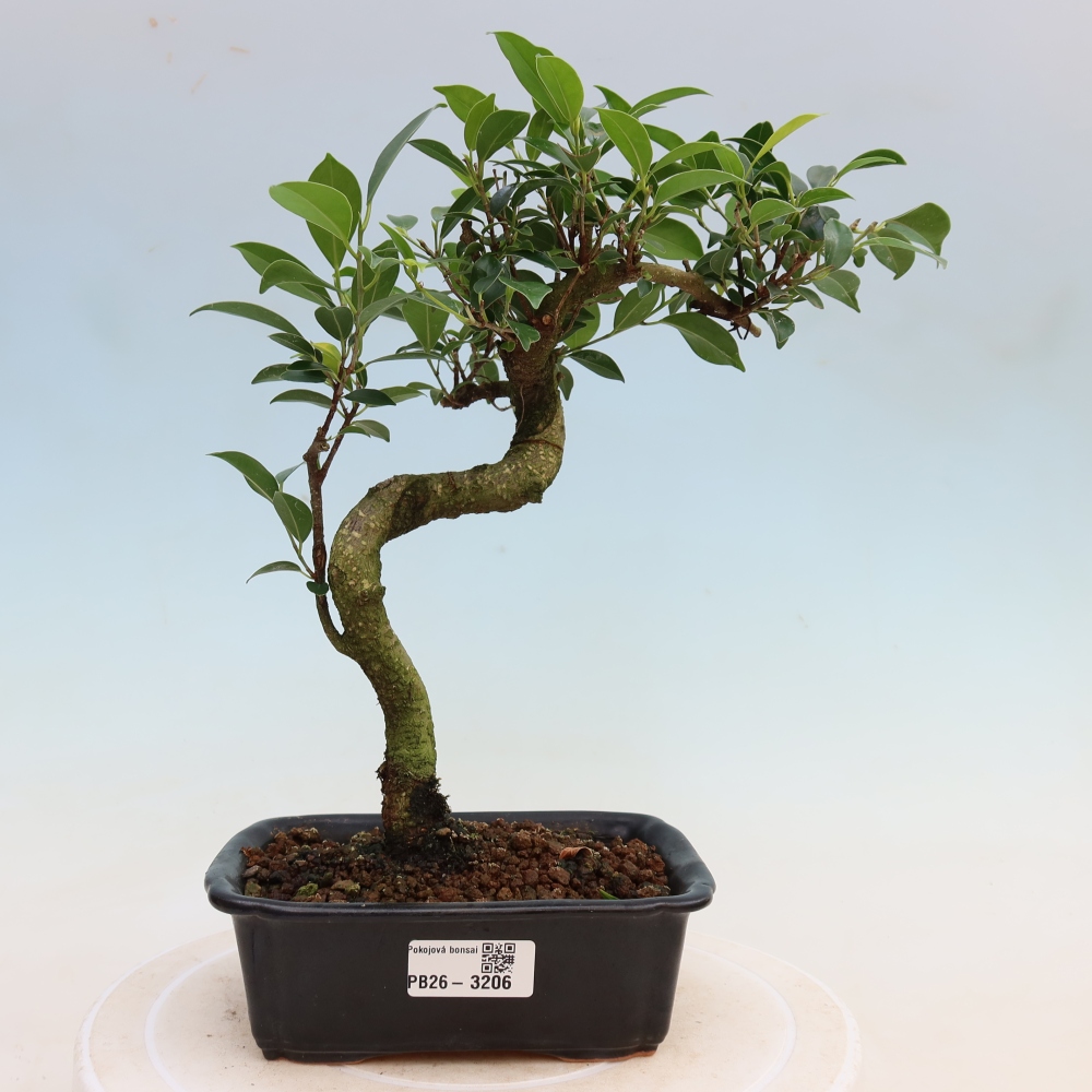 Room bonsai - Ficus kimmen - small-leaved ficus