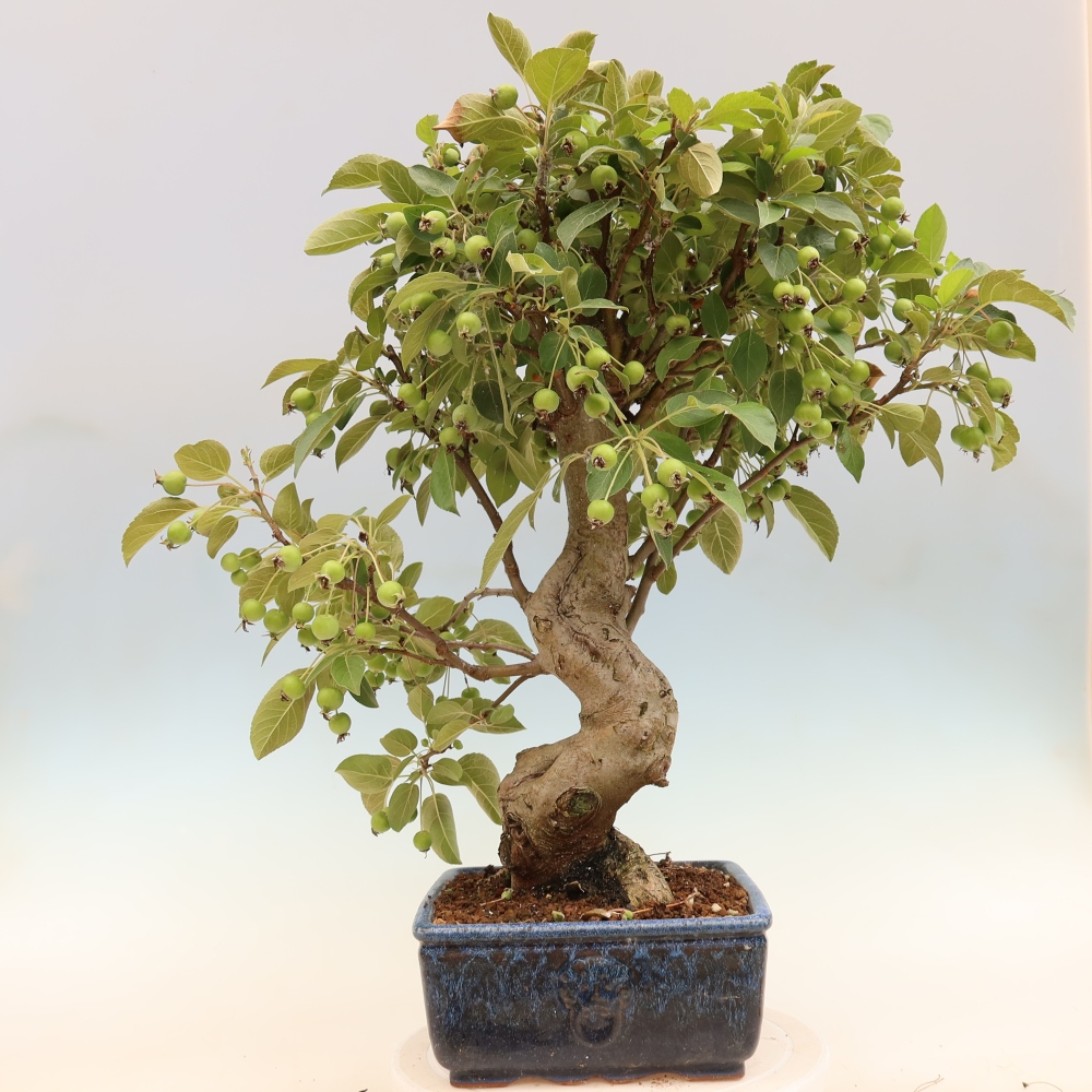 Outdoor bonsai -Malus halliana - Small-fruited apple tree