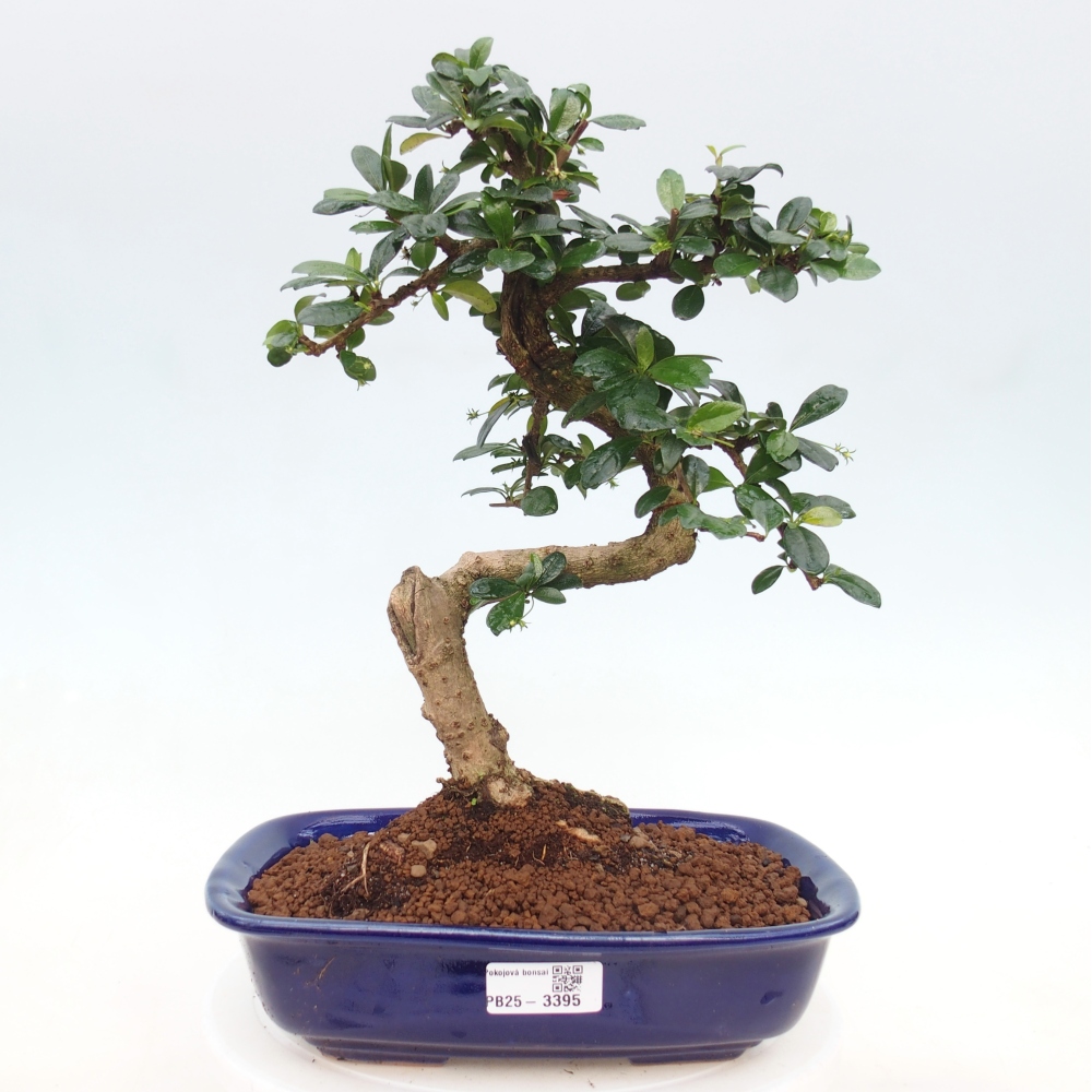 Room bonsai - Carmona macrophylla - Tea fuki