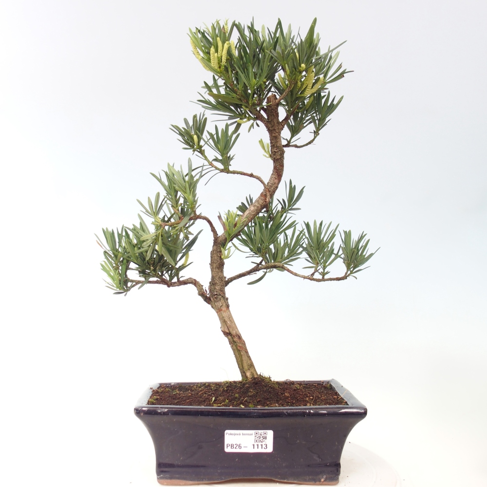 Room bonsai - Podocarpus - Stone Yew