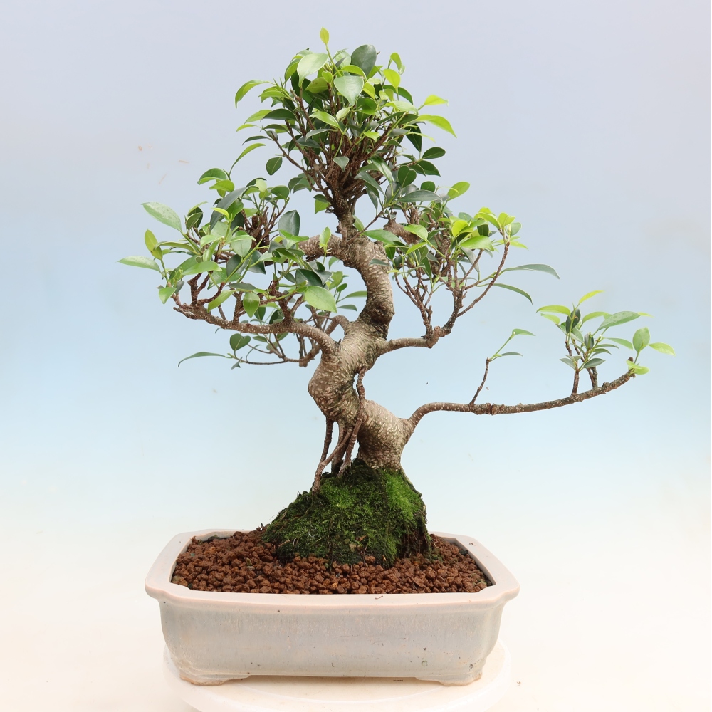 Room bonsai - Ficus kimmen - small-leaved ficus