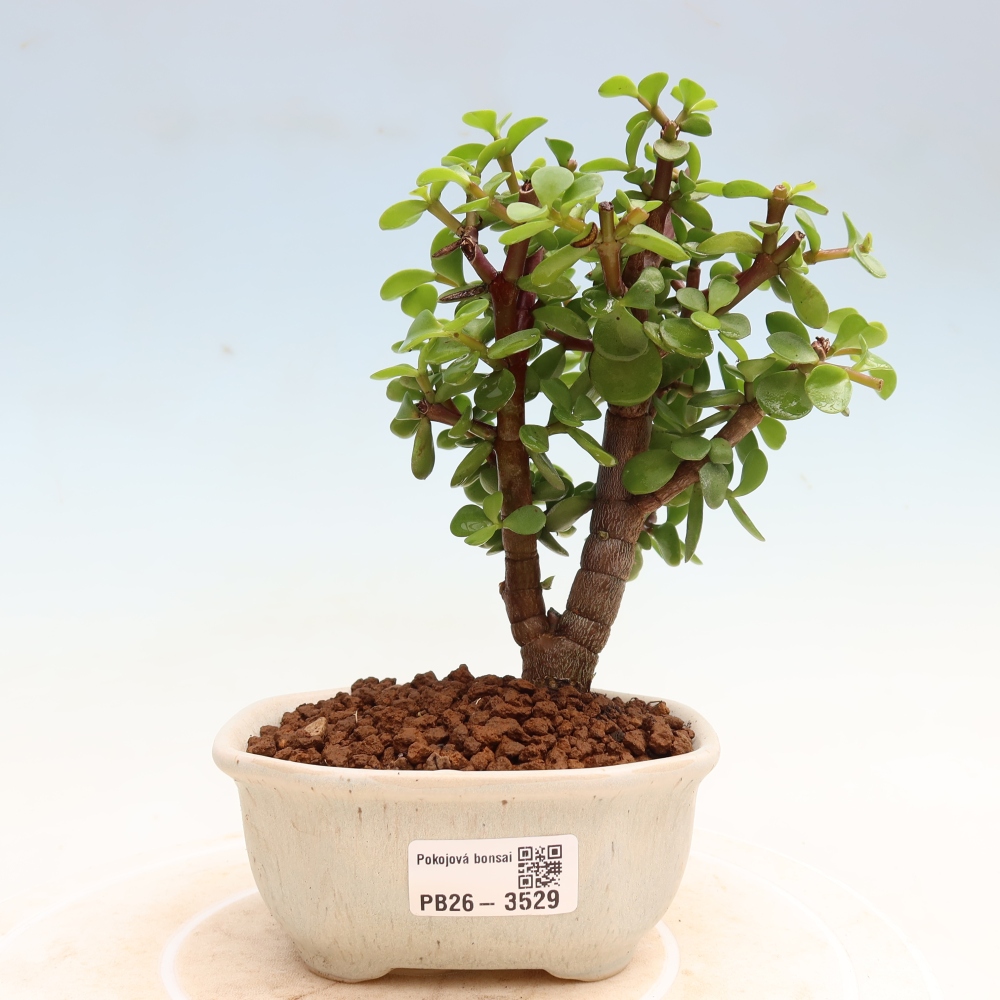 Room bonsai - Portulakaria Afra - Tlustice