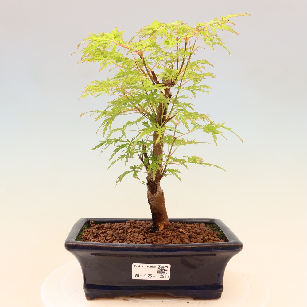 Outdoor Bonsai - Acer palmatum Dissectum - Japanese Maple 