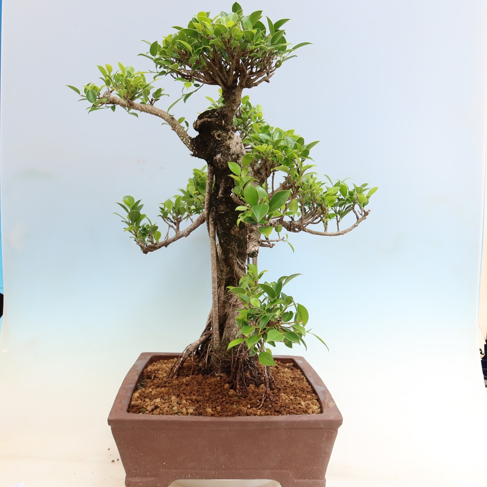 Room bonsai - Ficus kimmen - small-leaved ficus