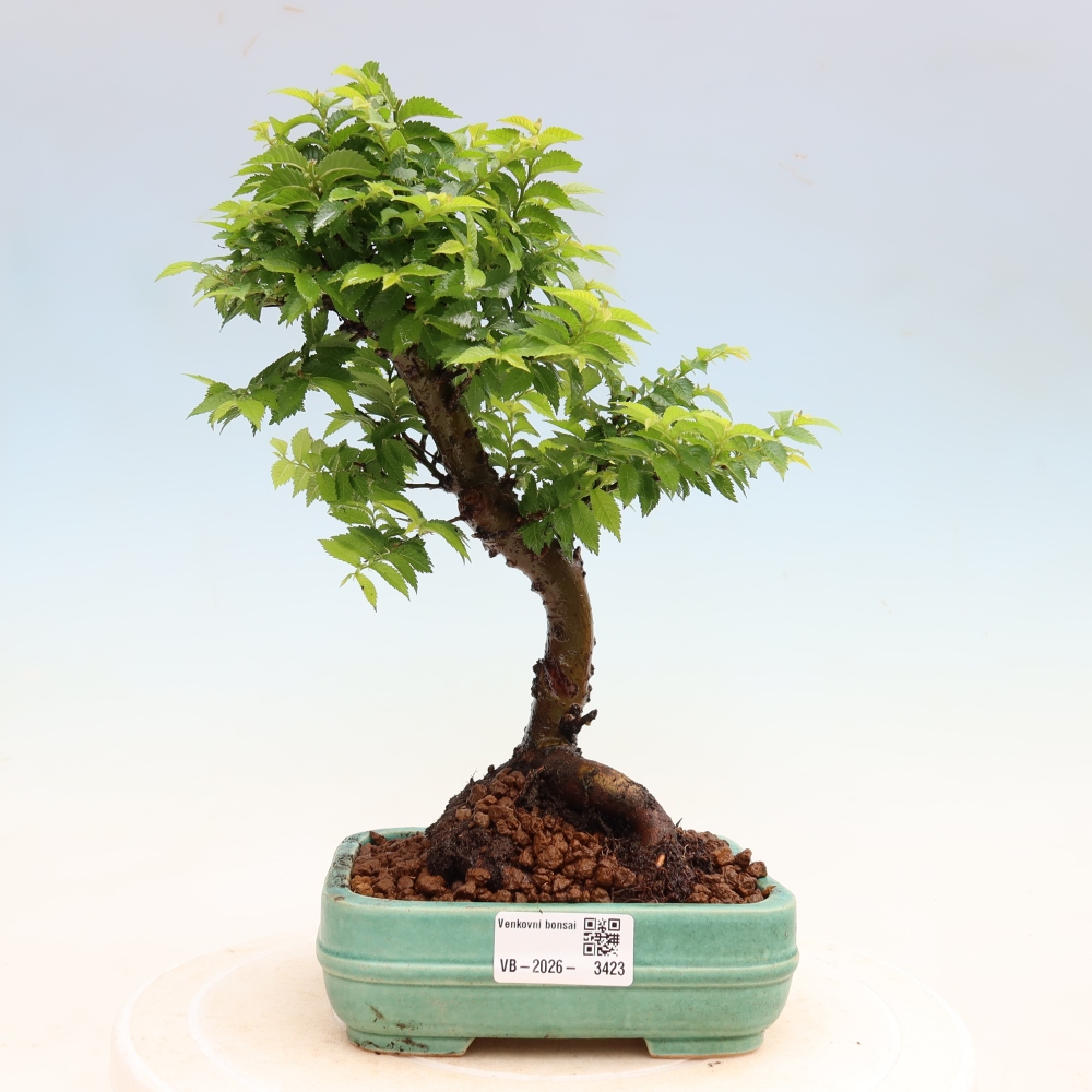 Outdoor Bonsai - Ulmus Jacqueline Hillier - European White Elm