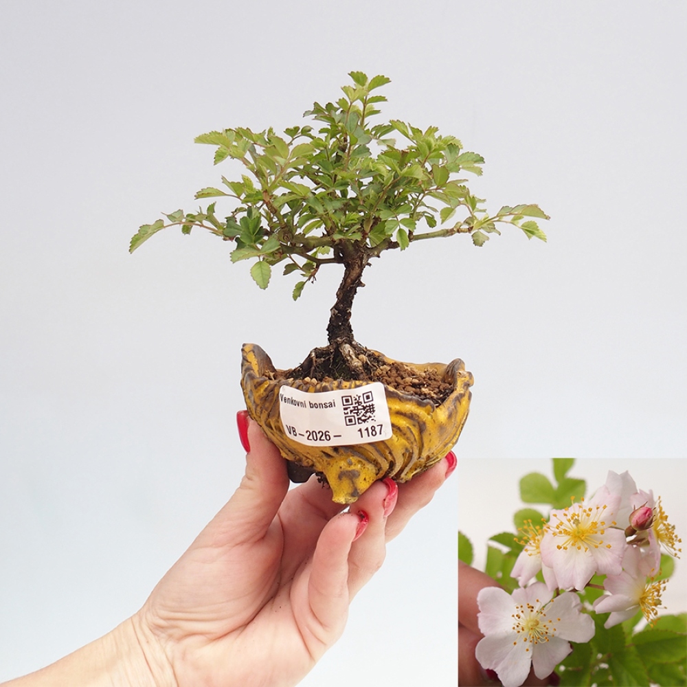 Outdoor bonsai - Rosa sp. - small-flowered rose