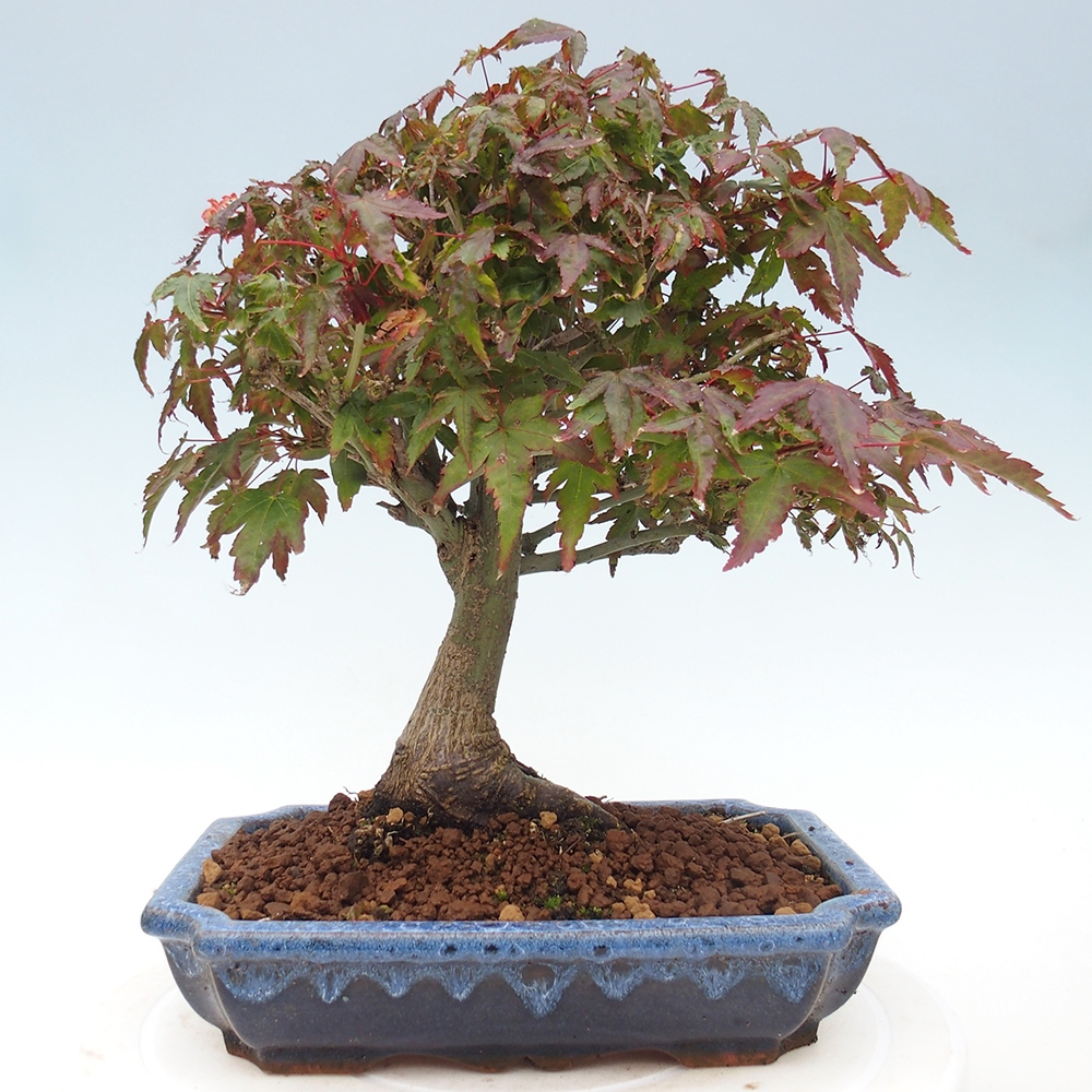 Acer palmatum KIOHIME - Palmetto maple