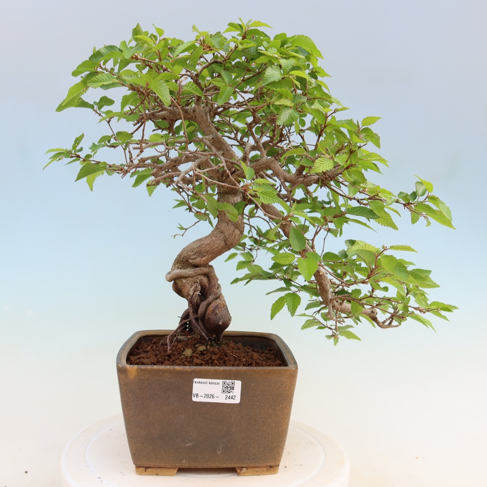 Outdoor bonsai -Carpinus coreana - Korean Hornbeam