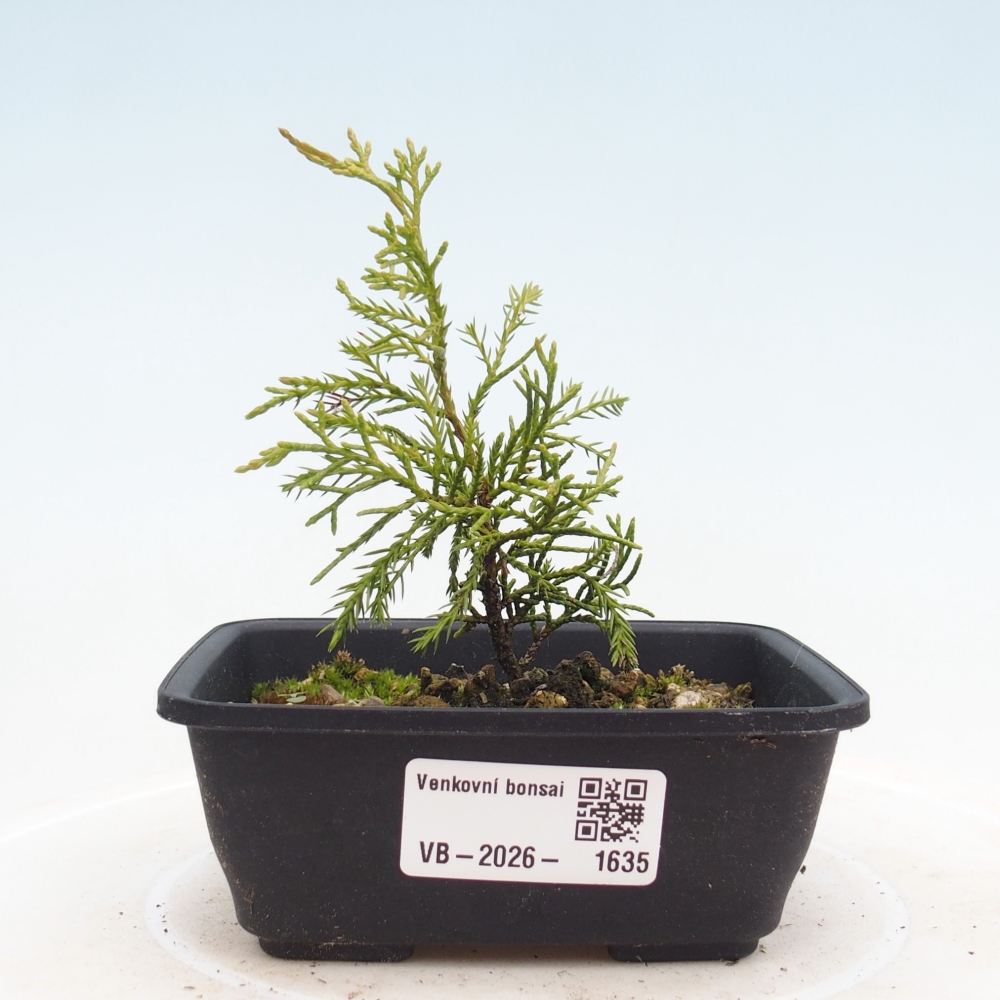 Outdoor bonsai - Juniperus chinensis Itoigawa