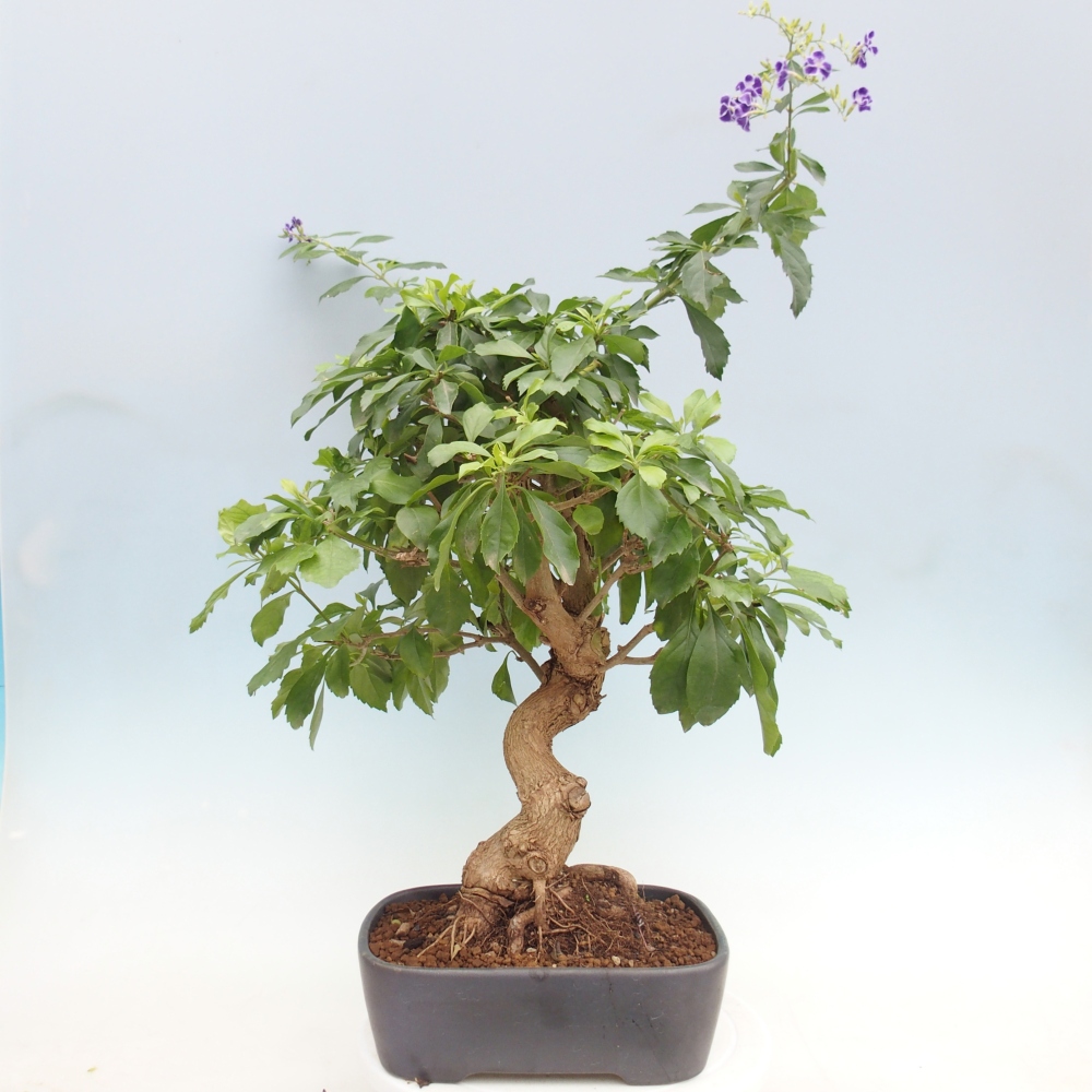 Room bonsai - Duranta repens -Duranta