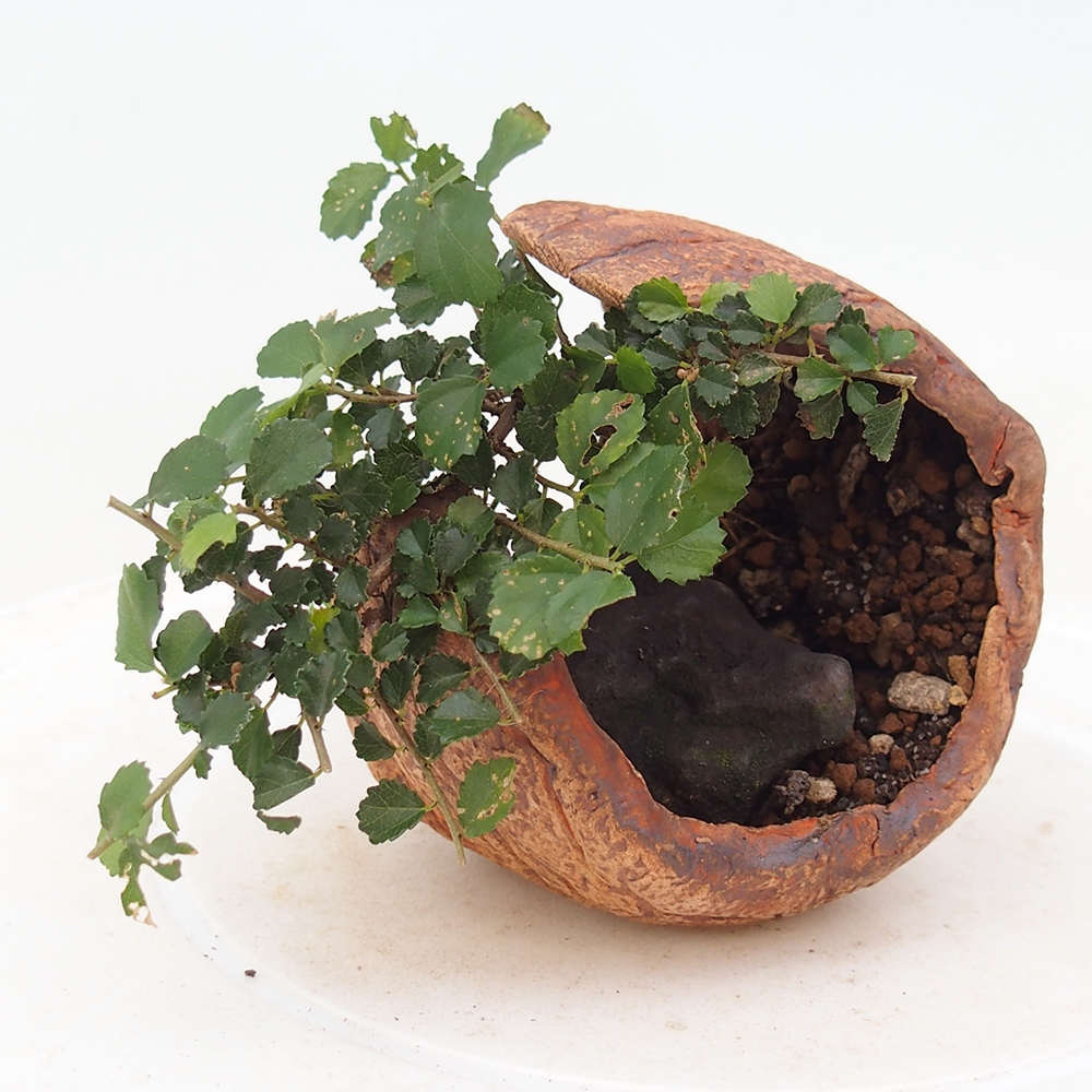 Room bonsai - Grewia sp. - Grewia malafolia